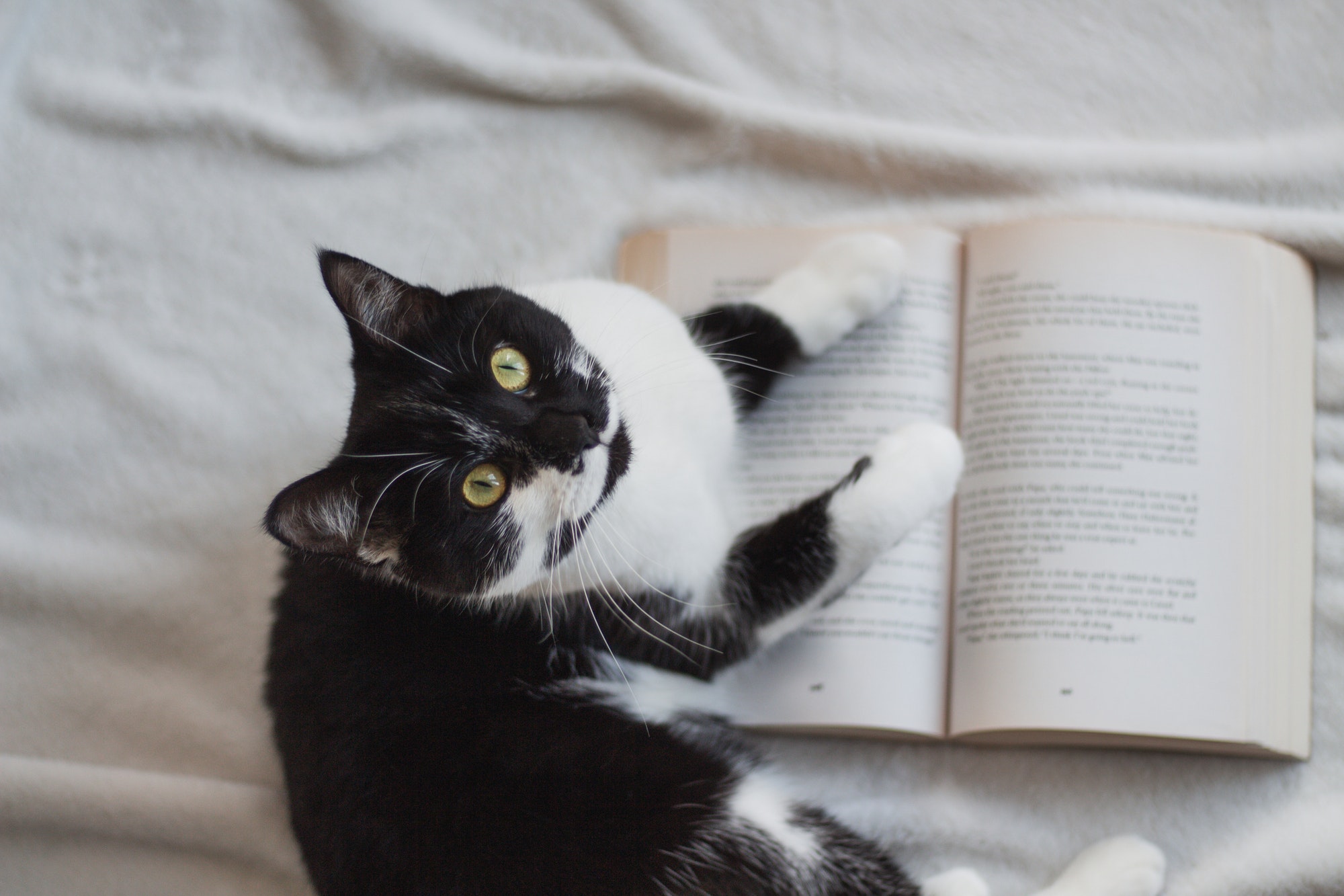 Cat on a Book